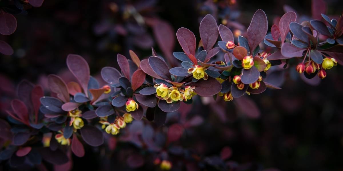 barberry plant