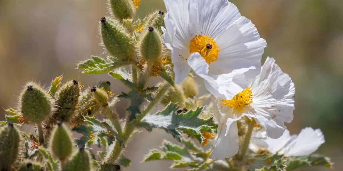 prickly poppy is another berberine PCOS extract source